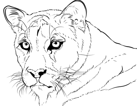 Cougar Head  Coloring Page